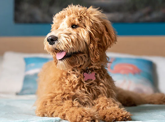 The Marvelous Mini Goldendoodle: A Delightful Full-Grown Companion
