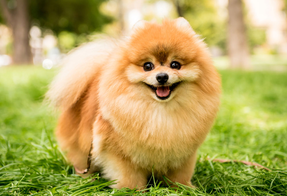 The Miniature Pomeranian